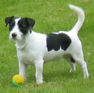 Jack Russell Cute Dog