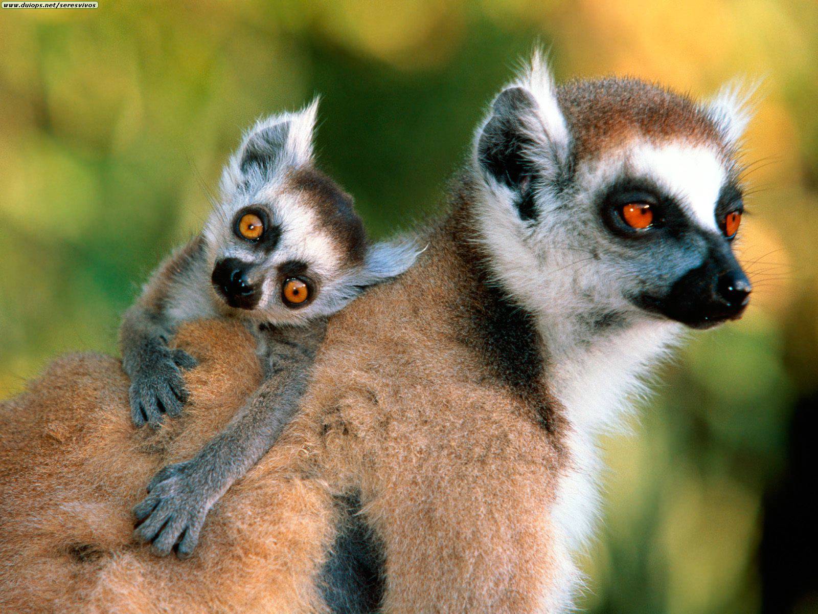 [Ring-tailed+Lemurs.jpg]
