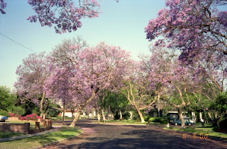 jacaranda tree near me jacaranda tree near me