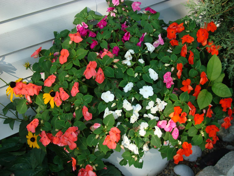 8-2-09 My Summer Flowers