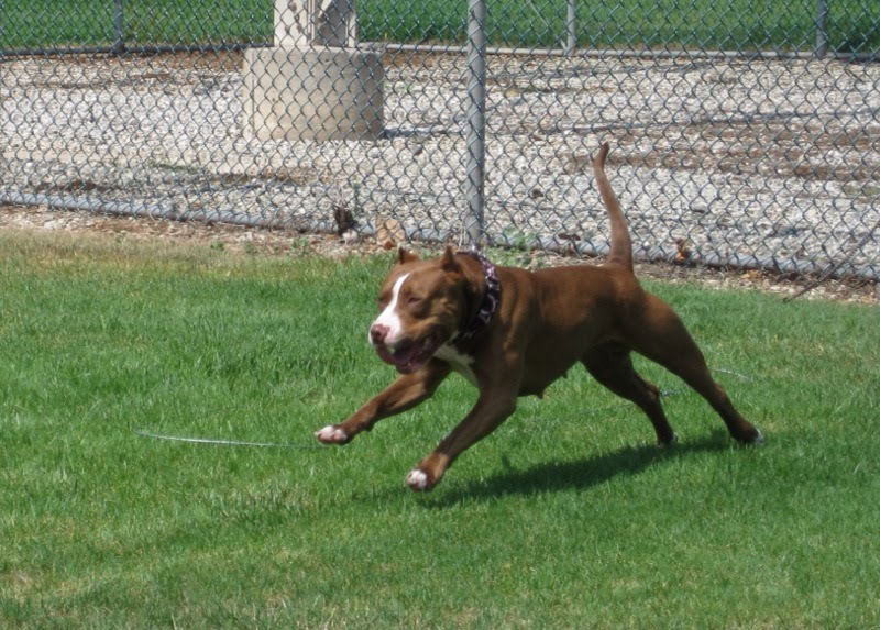 [Emma+in+Obedience+Class.jpg]