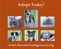 [adopt+now.jpg]