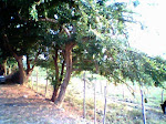 HIGUERA TREE WITH FRUIT