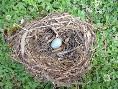 nid oiseau