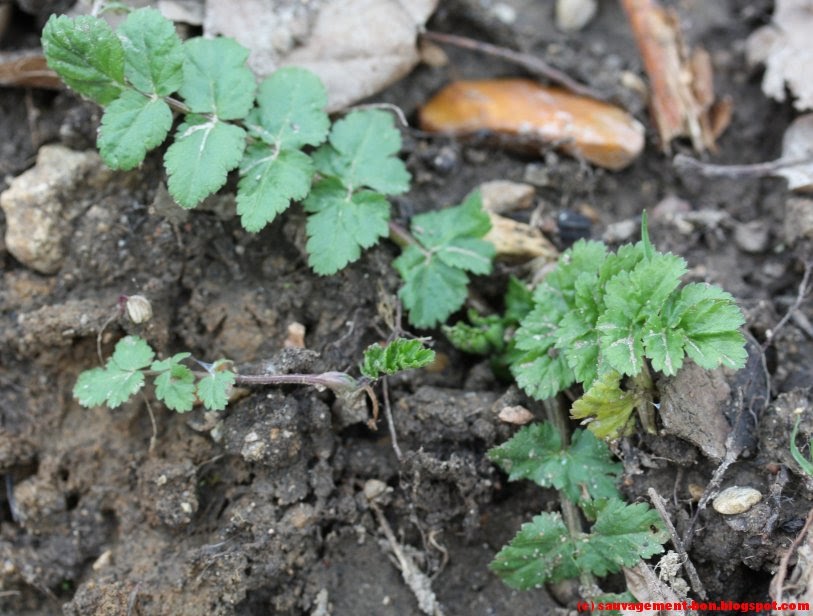 Sauvagement Bon Ressources Souterraines