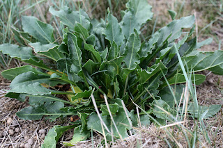 Bette marine (beta vulgaris, sous-espèces maritima). Ses feuilles vert-sombre et souvent charnues pour les plus volumineuses permettent de remplir rapidement un panier. Repérer ici les déjections de caprins, signe que le lieu n'est pas adapté à la récolte. Dommage car ce pied était bien beau !