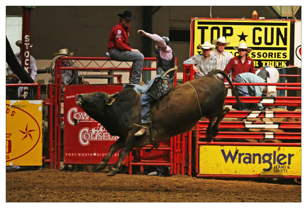 [Bucking_Bull_by_jiwasz.jpg]