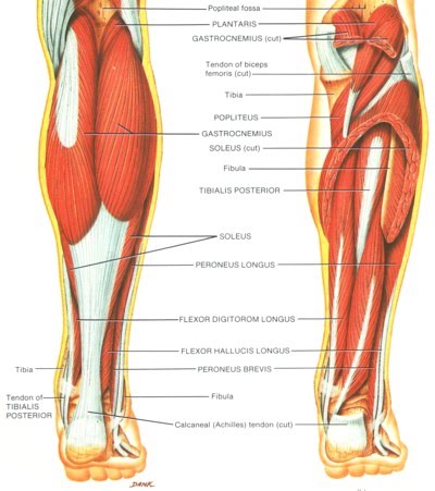 Calf muscle development: Why coaches and athletes must stop ignoring the  calf region
