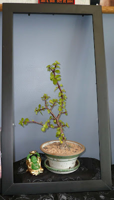  Jade bonsai tree