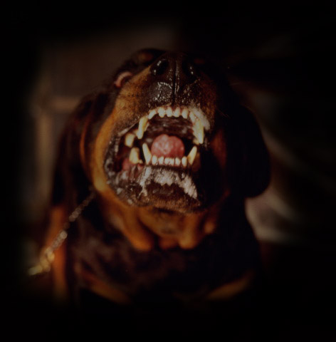 [rottweiler[1].jpg]