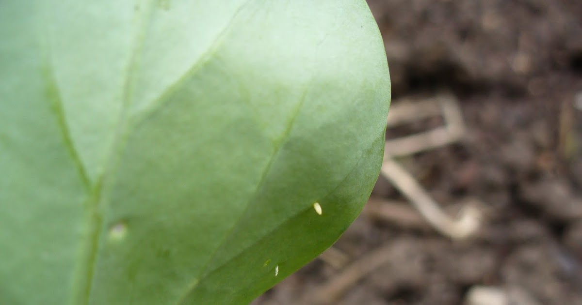 HOBART KITCHEN GARDENS How to control cabbage white butterfly and