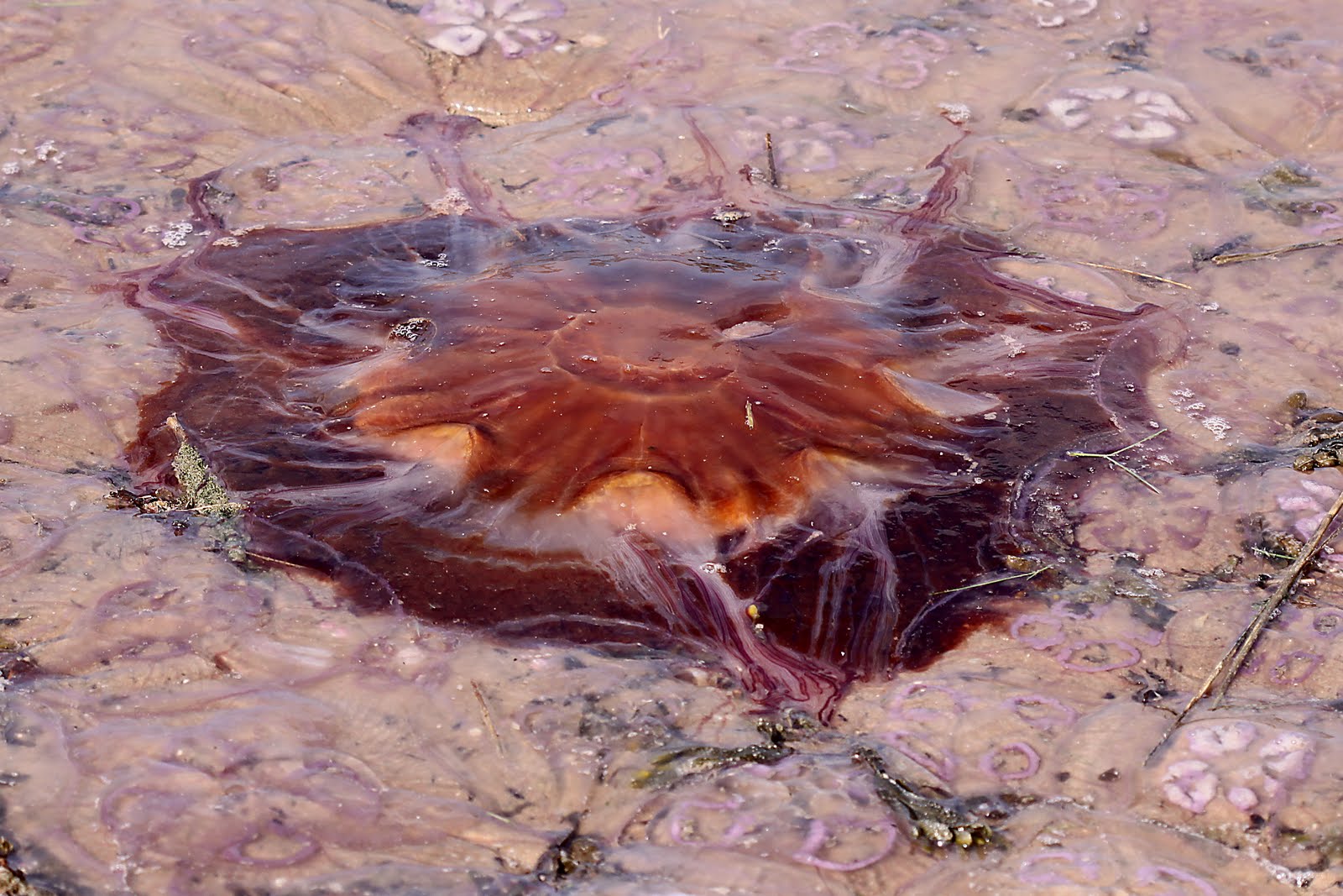 Little Red Jellyfish