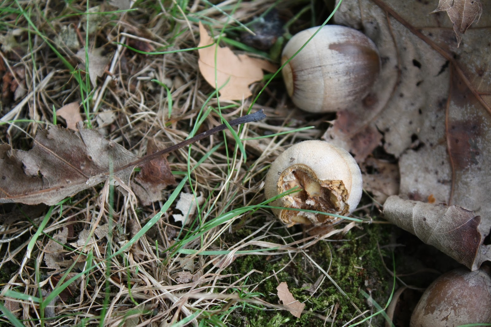 Squirrel Eating Acorn