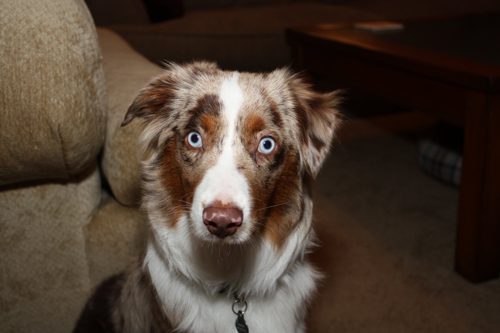 Simon