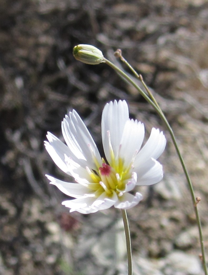 Cannundrums Parachute Plant or Gravel Ghost