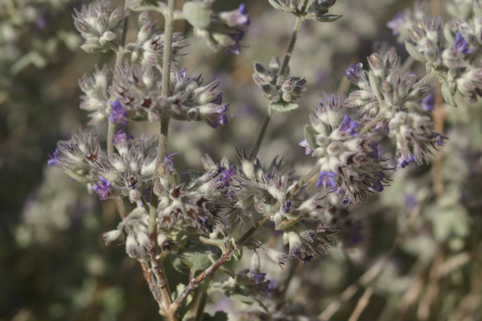 Cannundrums Desert Lavender