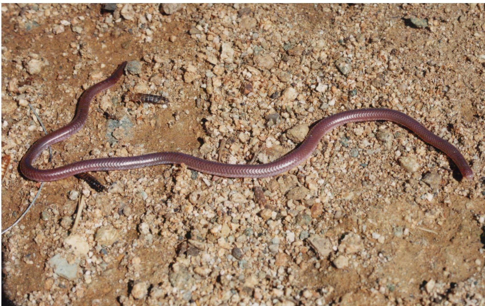 Cannundrums Western Blind Snake