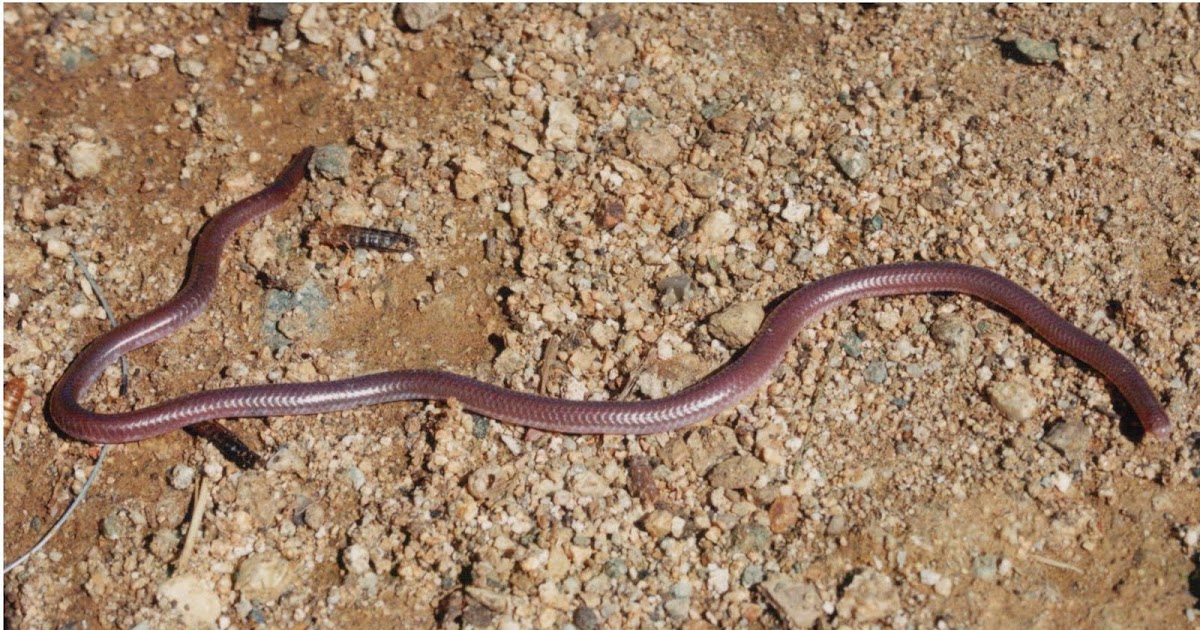 Cannundrums Western Blind Snake