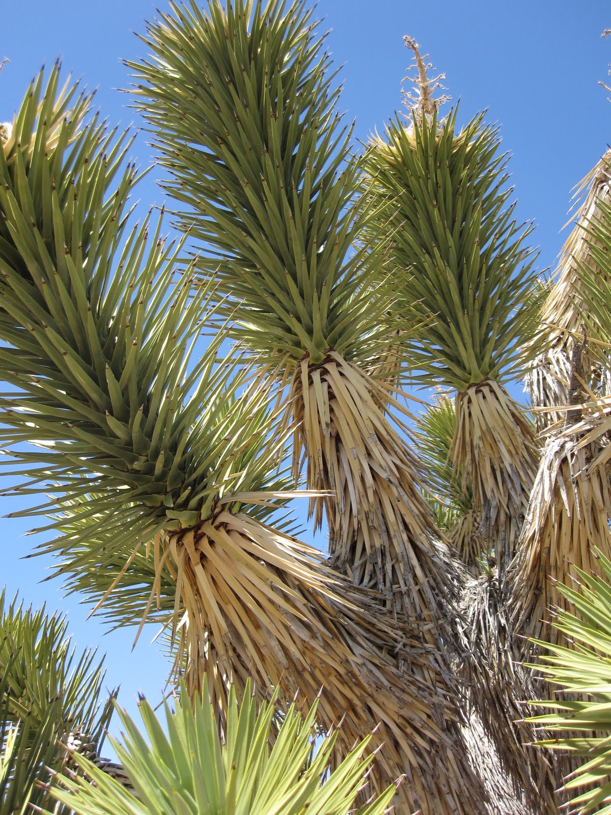 Cannundrums Joshua Tree