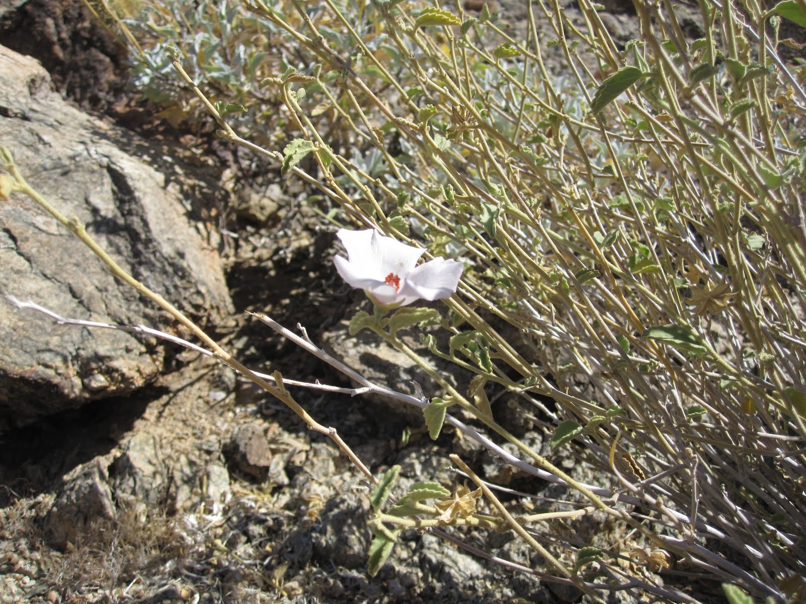 CalPhotos: Hibiscus denudatus; Rock Hibiscus, Paleface