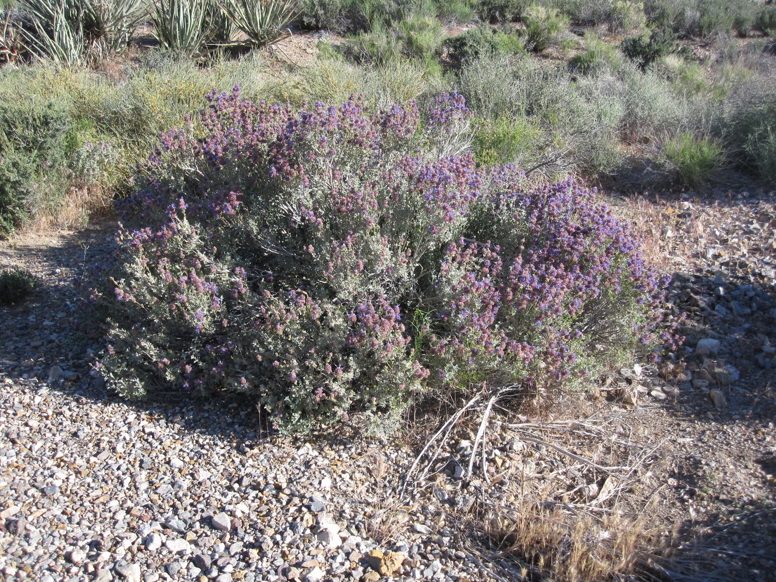 Cannundrums Purple Sage