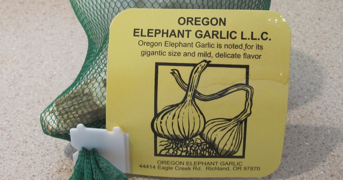 Cannundrums Grilled Elephant Garlic
