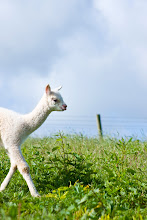 Apple Vale Alpacas