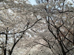 Beautiful Cherry Blossoms!
