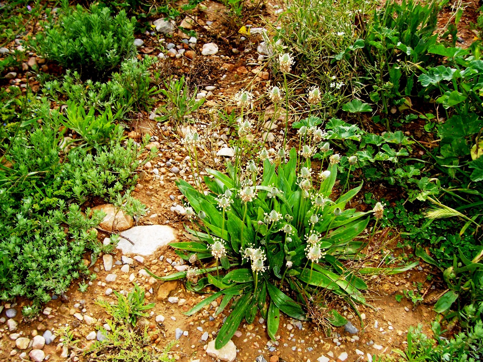 [puertos+beceite(bassiets)+177.jpg]