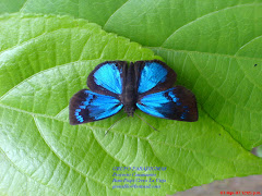 mariposa azul