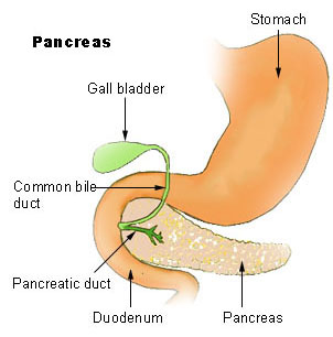 [Illu_pancrease.jpg]