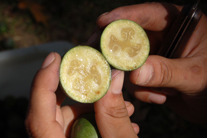 ¨Guayabos del país¨