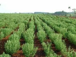 FIELD OF MEETHI PATTI