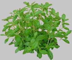 BUNCH OF PLANTS OF MEETHI PATTI