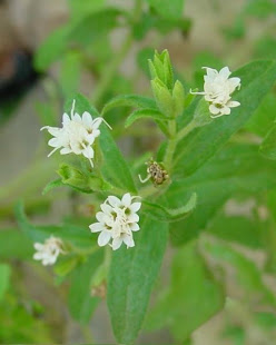 FLOWERS OF MEETHI PATTI