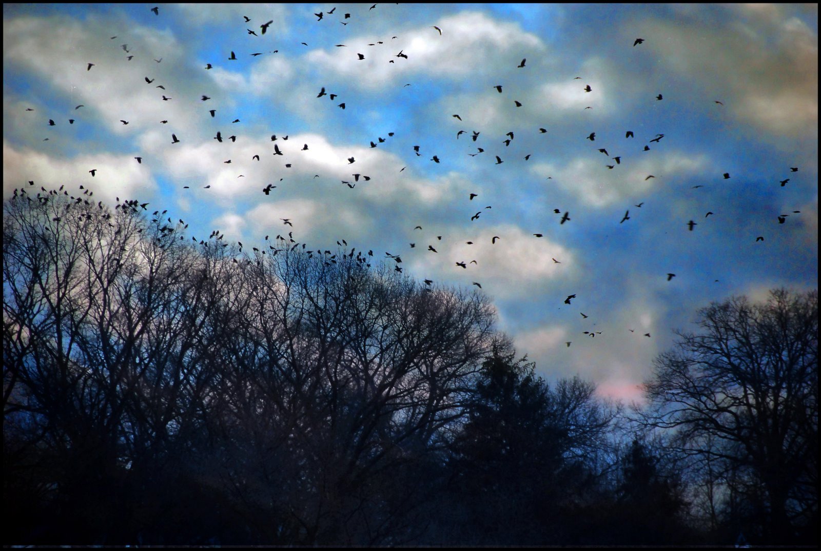 [friday's+crows+2.jpg]