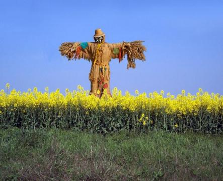 [scarecrow2.usermyth.jpg]