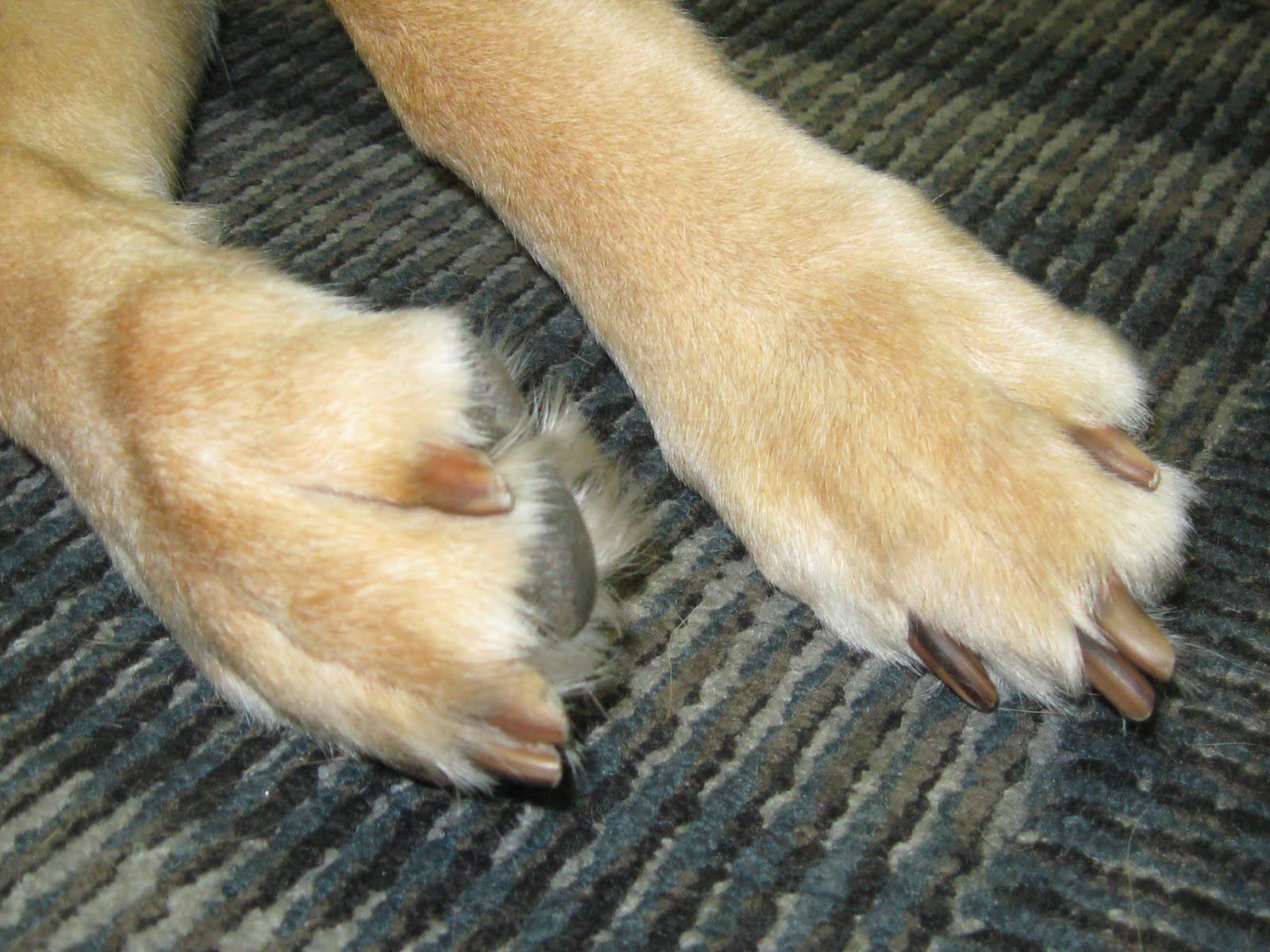 why doesnt my dog like me touching his paws