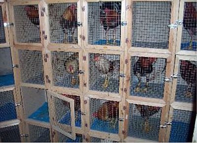 gallos y mas: venta de gallos finos