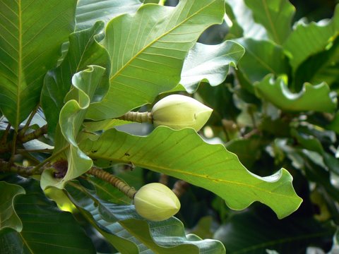 [Magnolia-sphenocarpa-1.JPG]