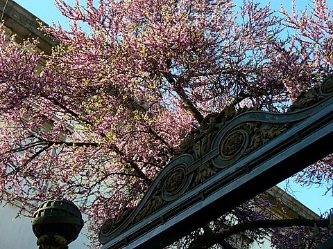 [Cercis-siliquastrum-JB-R-E-Politecnica-2.JPG]