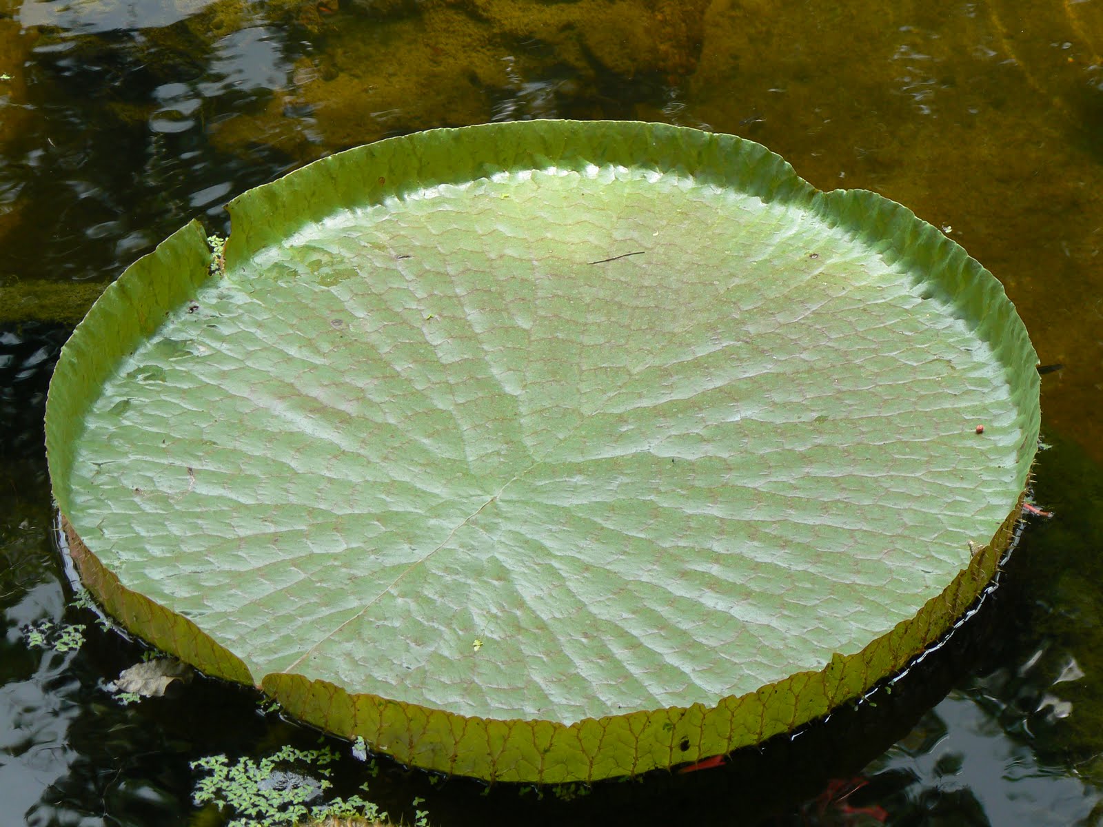 [Victoria-amazonica.1.JPG]