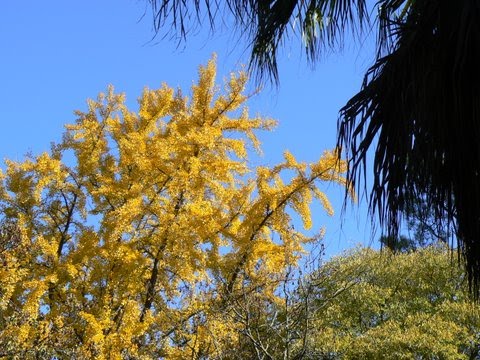 [gingko-Arboreto-geral2.JPG]