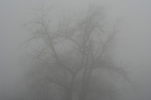 april-fog.jpg