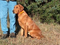 Red Fox Labrador