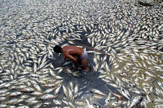 Harvesting dead fish floating on the water's surface