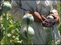 afghan opium production 'soars'