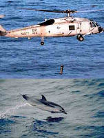 152 dolphins off iranian coast 'suicided' by US sonar