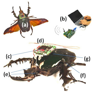 pentagon's cyborg beetle spies take off