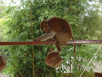 when primates attack: monkey kills abusive owner with coconut